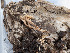  ( - FDS-CA-03712)  @11 [ ] by-nc (2024) Stu Pickell Fungal Diversity Survey