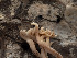  ( - FDS-CA-03712)  @11 [ ] by-nc (2024) Stu Pickell Fungal Diversity Survey