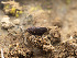  (Smardaea sp. CA01 - FDS-CA-03739)  @11 [ ] by-nc (2024) Stu Pickell Fungal Diversity Survey