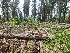  (Morchella tridentina - FDS-CA-04216)  @11 [ ] by-nc (2024) Fresno Mycology Society Fungal Diversity Survey