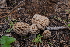  ( - FDS-CA-04216)  @11 [ ] by-nc (2024) Fresno Mycology Society Fungal Diversity Survey