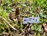  ( - FDS-CA-04225)  @11 [ ] by-nc (2024) Fresno Mycology Society Fungal Diversity Survey