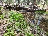  ( - FDS-CA-04225)  @11 [ ] by-nc (2024) Fresno Mycology Society Fungal Diversity Survey