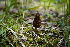  ( - FDS-CA-04225)  @11 [ ] by-nc (2024) Fresno Mycology Society Fungal Diversity Survey