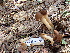  ( - FDS-CA-02334)  @11 [ ] by-nc (2024) Jaren Hockert Fungal Diversity Survey