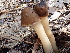  ( - FDS-CA-02334)  @11 [ ] by-nc (2024) Jaren Hockert Fungal Diversity Survey