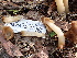  ( - FDS-CA-02334)  @11 [ ] by-nc (2024) Jaren Hockert Fungal Diversity Survey