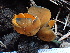  ( - FDS-CA-02379)  @11 [ ] by-nc (2024) Jaren Hockert Fungal Diversity Survey