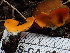  ( - FDS-CA-02379)  @11 [ ] by-nc (2024) Jaren Hockert Fungal Diversity Survey