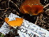  ( - FDS-CA-02379)  @11 [ ] by-nc (2024) Jaren Hockert Fungal Diversity Survey