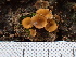  ( - FDS-CA-02326)  @11 [ ] by-nc (2024) Jaren Hockert Fungal Diversity Survey