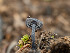  ( - FDS-CA-03757)  @11 [ ] by-nc (2024) Stu Pickell Fungal Diversity Survey