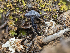  ( - FDS-CA-03757)  @11 [ ] by-nc (2024) Stu Pickell Fungal Diversity Survey