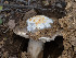  ( - FDS-CA-03756)  @11 [ ] by-nc (2024) Stu Pickell Fungal Diversity Survey