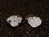  (Tuber californicum - FDS-CA-03813)  @11 [ ] by-nc (2024) Stu Pickell Fungal Diversity Survey