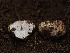  ( - FDS-CA-03813)  @11 [ ] by-nc (2024) Stu Pickell Fungal Diversity Survey