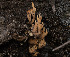  (Phaeoclavulina sp. CA04 - FDS-CA-03816)  @11 [ ] by-nc (2024) Stu Pickell Fungal Diversity Survey
