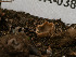  ( - FDS-CA-03826)  @11 [ ] by-nc (2024) Stu Pickell Fungal Diversity Survey