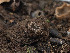  ( - FDS-CA-03826)  @11 [ ] by-nc (2024) Stu Pickell Fungal Diversity Survey