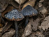  (Entoloma sp. CA49 - FDS-CA-03829)  @11 [ ] by-nc (2024) Stu Pickell Fungal Diversity Survey