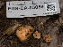  ( - FDS-CA-03859)  @11 [ ] by-nc (2024) Stu Pickell Fungal Diversity Survey