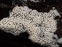  ( - FDS-CA-03811)  @11 [ ] by-nc (2024) Stu Pickell Fungal Diversity Survey