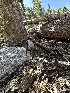  ( - FDS-CA-01658)  @11 [ ] c (2024) Rudy Diaz Fungal Diversity Survey