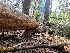  ( - FDS-CA-04228)  @11 [ ] by-nc (2024) Fresno Mycology Society Fungal Diversity Survey