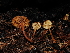  ( - FDS-CA-03370)  @11 [ ] by (2024) Justin Paulin Fungal Diversity Survey