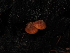  ( - FDS-CA-03370)  @11 [ ] by (2024) Justin Paulin Fungal Diversity Survey