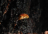  ( - FDS-CA-03370)  @11 [ ] by (2024) Justin Paulin Fungal Diversity Survey