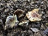  (Calonarius sp. CA10 - FDS-CA-01659)  @11 [ ] c (2024) Rudy Diaz Fungal Diversity Survey