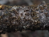  ( - FDS-CA-04228)  @11 [ ] by-nc (2024) Fresno Mycology Society Fungal Diversity Survey