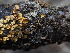  ( - FDS-CA-04228)  @11 [ ] by-nc (2024) Fresno Mycology Society Fungal Diversity Survey