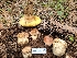  (Boletus rex-veris - FDS-CA-04231)  @11 [ ] by-nc (2024) Fresno Mycology Society Fungal Diversity Survey