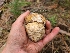  ( - FDS-CA-04231)  @11 [ ] by-nc (2024) Fresno Mycology Society Fungal Diversity Survey