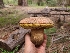  ( - FDS-CA-04231)  @11 [ ] by-nc (2024) Fresno Mycology Society Fungal Diversity Survey