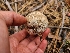  ( - FDS-CA-04239)  @11 [ ] by-nc (2024) Fresno Mycology Society Fungal Diversity Survey