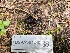  (Pseudoplectania sp. nigrella-CA01 - FDS-CA-04240)  @11 [ ] by-nc (2024) Fresno Mycology Society Fungal Diversity Survey