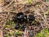 ( - FDS-CA-04240)  @11 [ ] by-nc (2024) Fresno Mycology Society Fungal Diversity Survey
