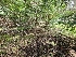  ( - FDS-CA-04240)  @11 [ ] by-nc (2024) Fresno Mycology Society Fungal Diversity Survey