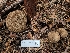  ( - FDS-CA-04243)  @11 [ ] by-nc (2024) Fresno Mycology Society Fungal Diversity Survey