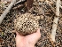  ( - FDS-CA-04243)  @11 [ ] by-nc (2024) Fresno Mycology Society Fungal Diversity Survey