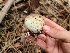  ( - FDS-CA-04243)  @11 [ ] by-nc (2024) Fresno Mycology Society Fungal Diversity Survey