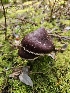  (Cortinarius evernius - FDS-CA-02244)  @11 [ ] by (2024) Mandy Hackney Fungal Diversity Survey