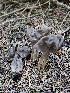  ( - FDS-CA-02247)  @11 [ ] by (2024) Mandy Hackney Fungal Diversity Survey