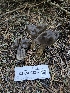  ( - FDS-CA-02247)  @11 [ ] by (2024) Mandy Hackney Fungal Diversity Survey