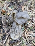  ( - FDS-CA-02247)  @11 [ ] by (2024) Mandy Hackney Fungal Diversity Survey