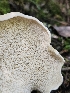  ( - FDS-CA-02224)  @11 [ ] by (2024) Mandy Hackney Fungal Diversity Survey