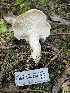  ( - FDS-CA-02224)  @11 [ ] by (2024) Mandy Hackney Fungal Diversity Survey